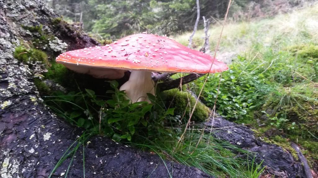 Appartement Edelweiss Mit Infrarotkabine Grosssolk 外观 照片